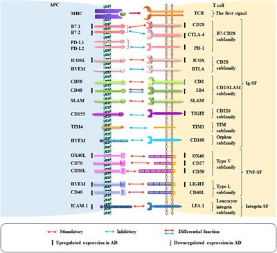 T cell co-stimulatory and co-inhibitory pathways in atopic dermatitis